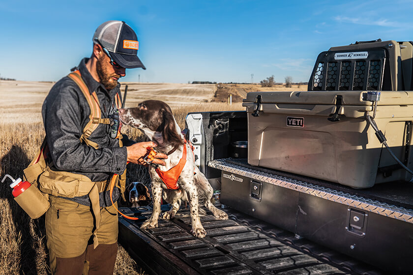 Dog in outlet truck bed