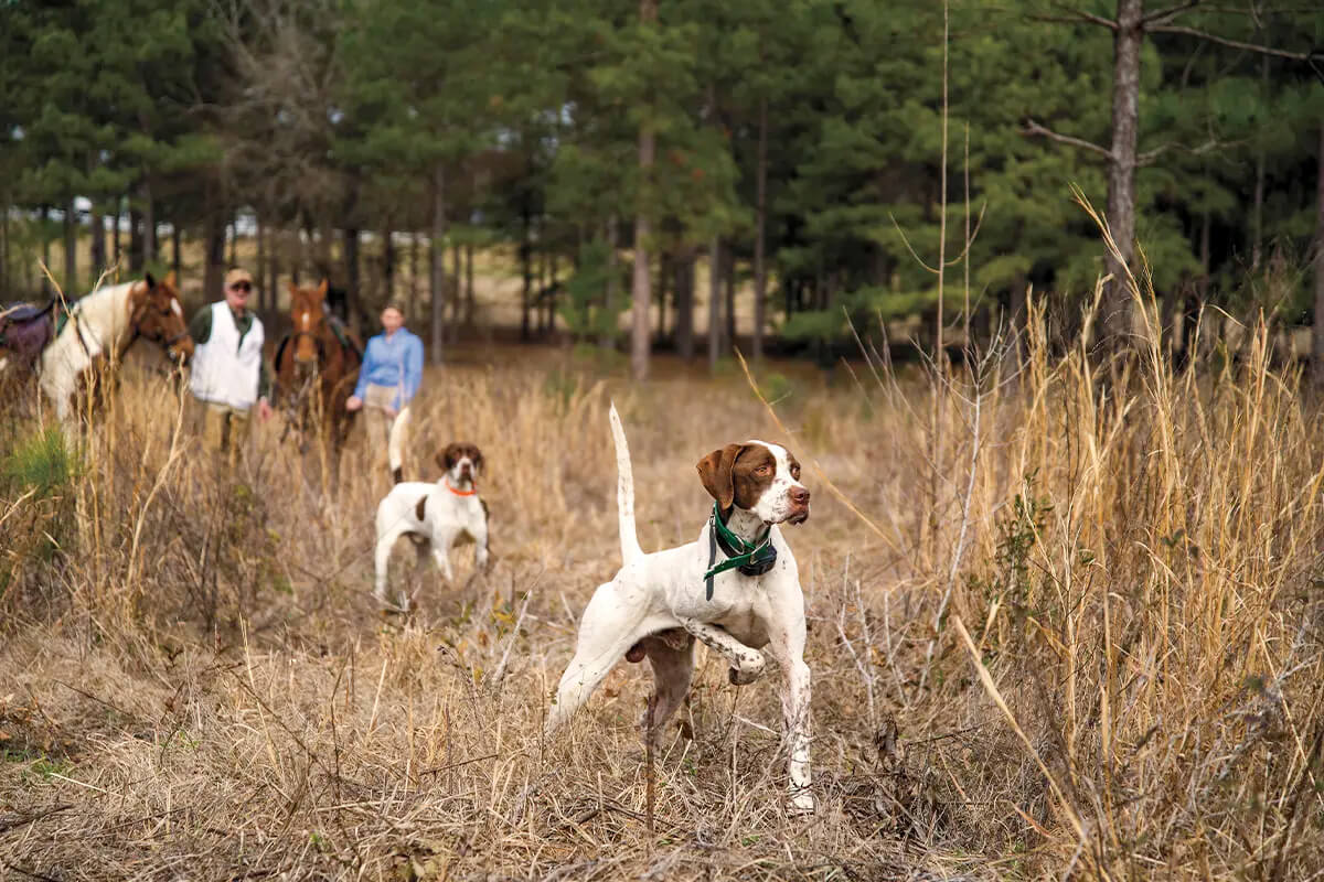 Do Field Trial Titles Matter to Gun Dog Pedigrees?