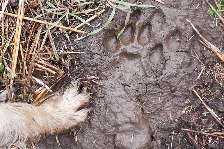 dog leg next to track in mud