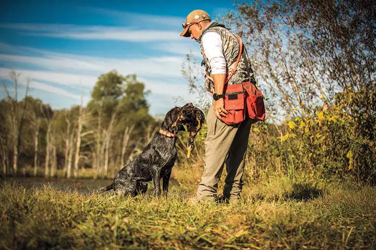 what age to start training duck dog