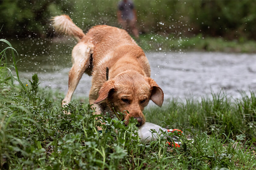 Yellow Labrador Retriever picking up a Dokken DeadFowl Trainer