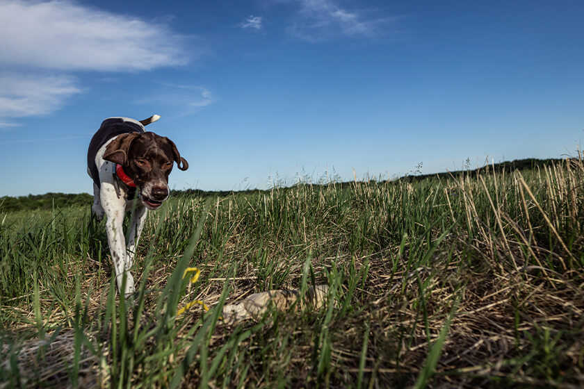 German Shorthaired Pointer picking up a training dummy