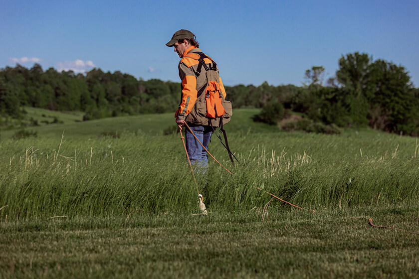 Dragging a scented training dummy to simulate a wounded bird