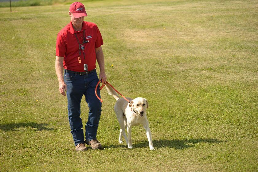 Professional dog trainer Tom Dokken with a Labrador retriever