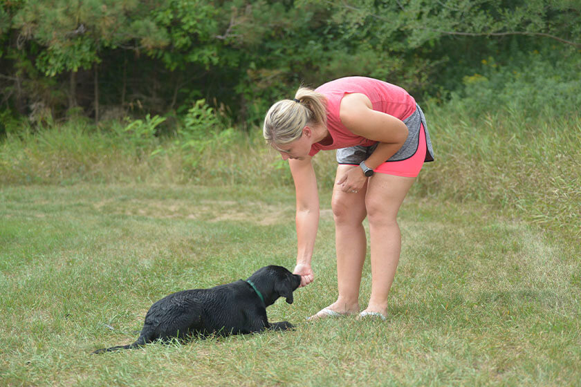 Training a Labrador retriever puppy