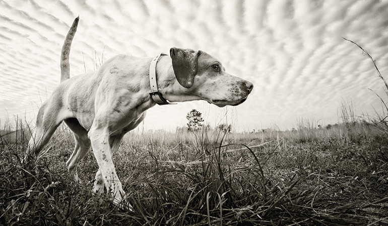 The Noble English Pointer
