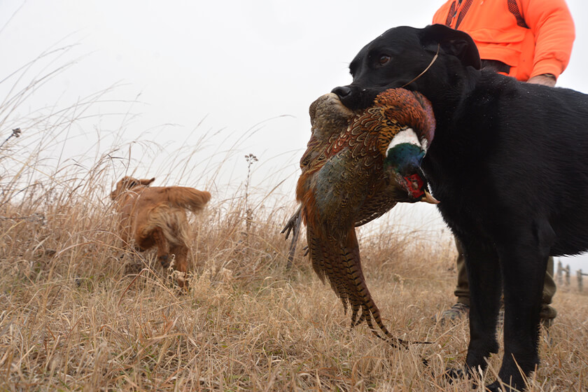 Labrador retriever with ring-necked pheasant