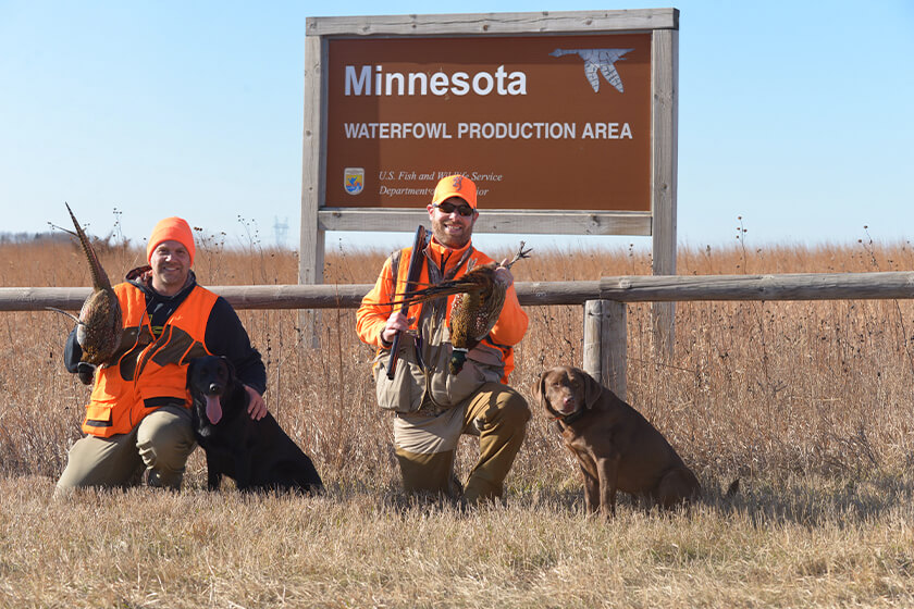 Two upland bird hunter with two Labrador retrievers and ring-necked pheasants