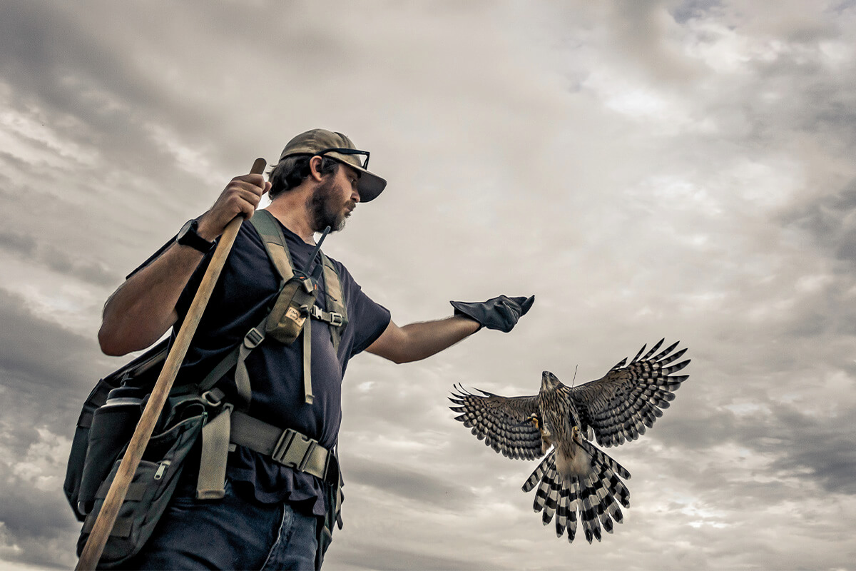 The History of Falconry with Bird Dogs