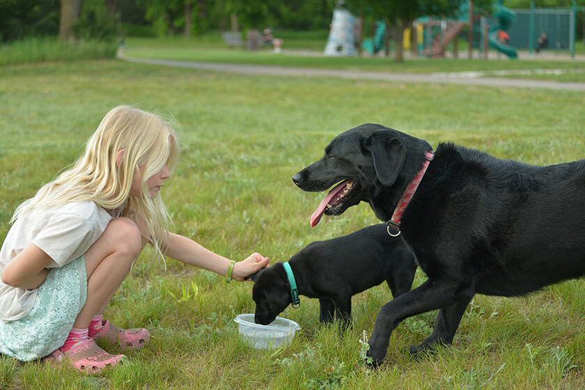 young girl with two Labrador retrievers