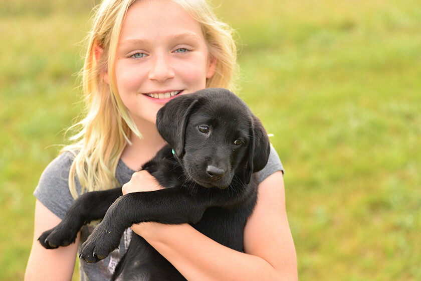 young girl with Labrador puppy