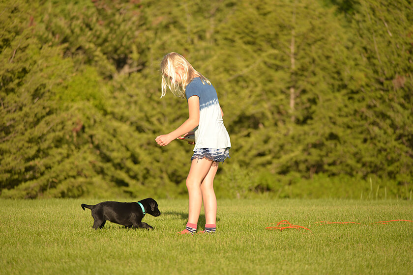 young girl with Lab puppy in field