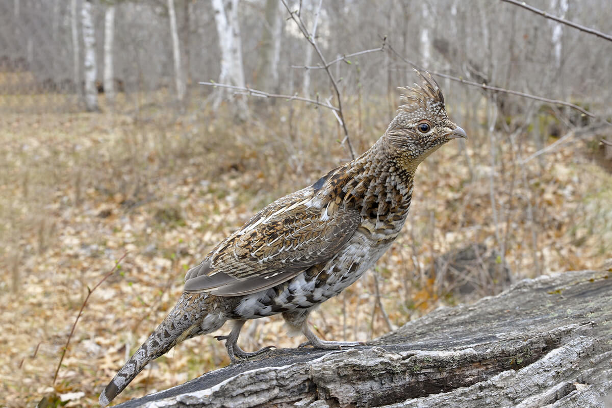 Ruffed Grouse: Game Bird Profile - Gun Dog