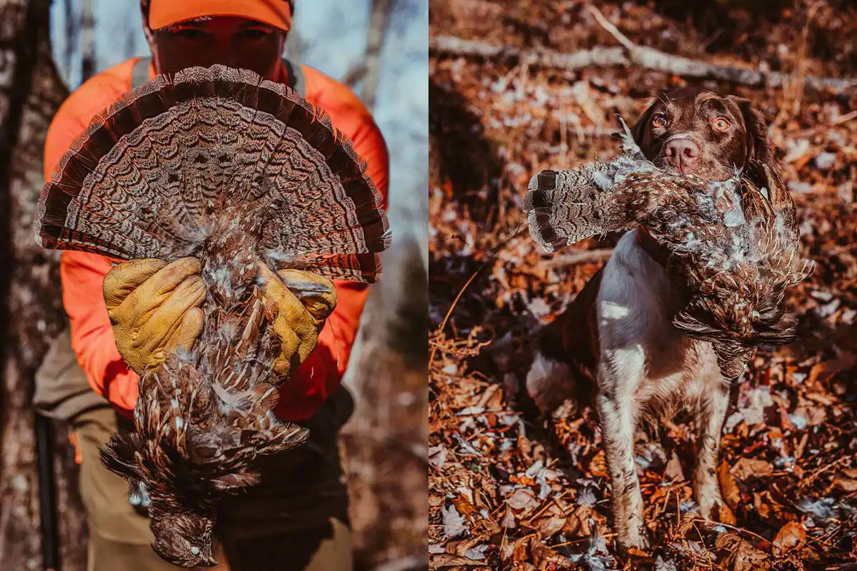 https://content.osgnetworks.tv/gundog/content/photos/game-bird-profile-ruffed-grouse-1200x800-hunter-dog.webp