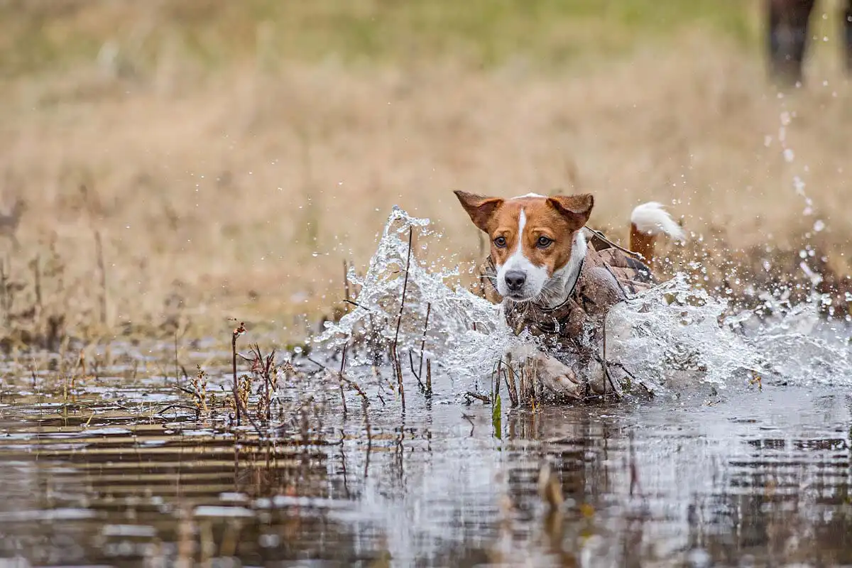 Jack russell 2024 terrier hunting