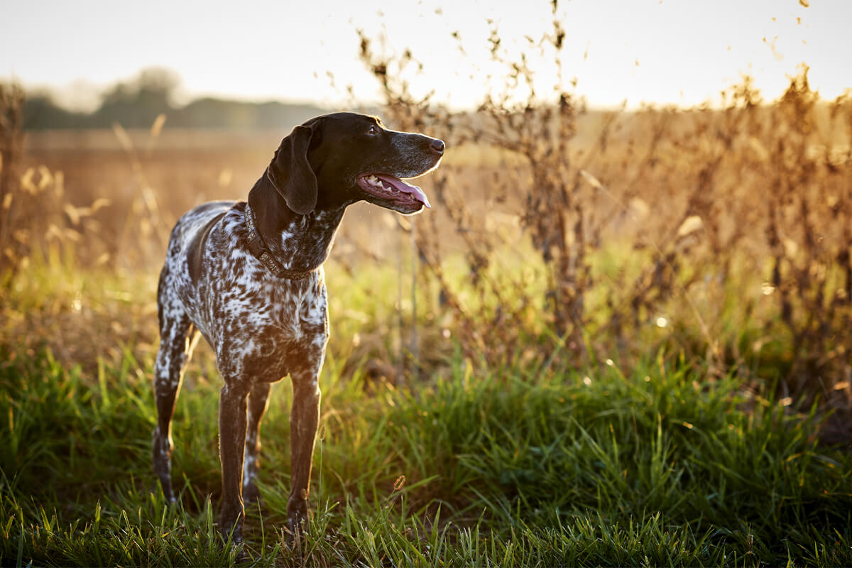 Essential Dog Training and Upland Bird Hunting Gear of 2023