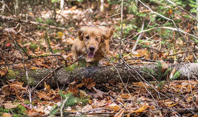 golden retrieving running through woods with branch hitting eye