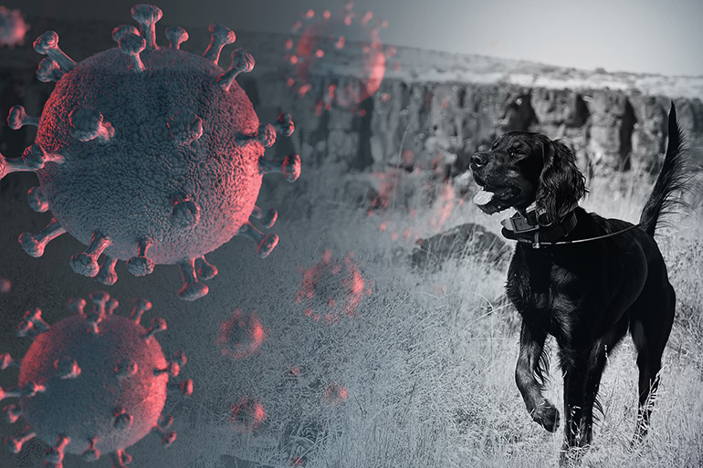 Can Coronavirus Infect Dogs?