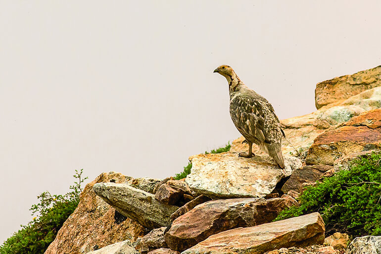 Himalayan snowcock live in some of the most challenging terrain of all upland bird species