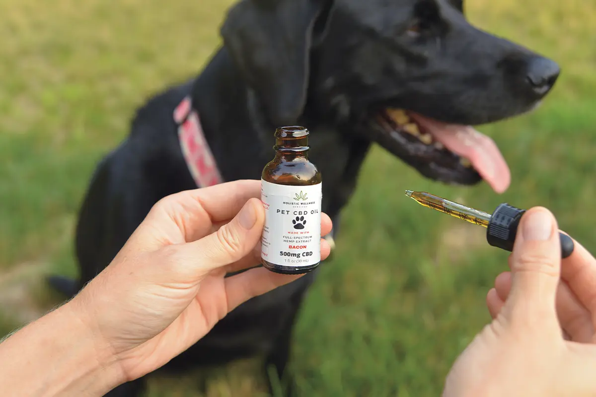 How to Choose a CBD Product for Your Dog