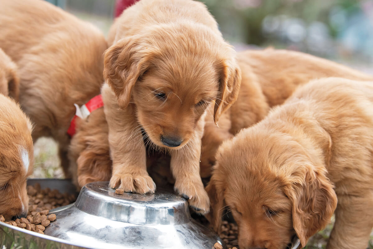 How to Choose a Dog Food for Your Puppy