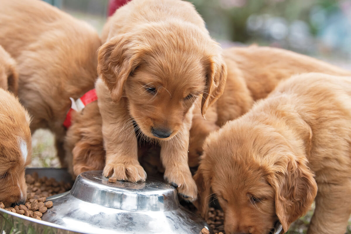 how long should i feed my dog puppy food