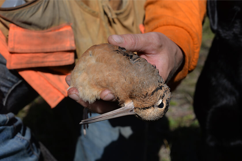 Bird hunter holding an American woodcock