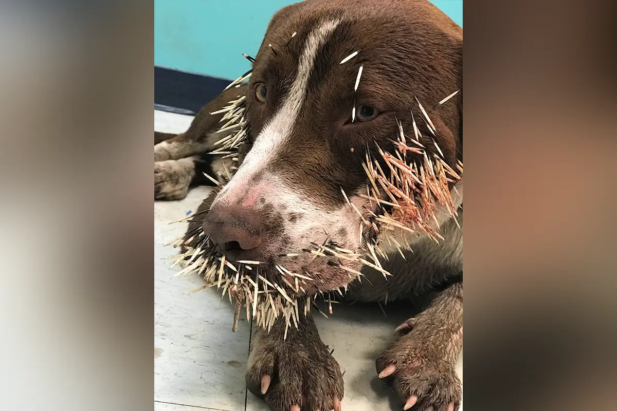 porcupine quill injuries in dogs