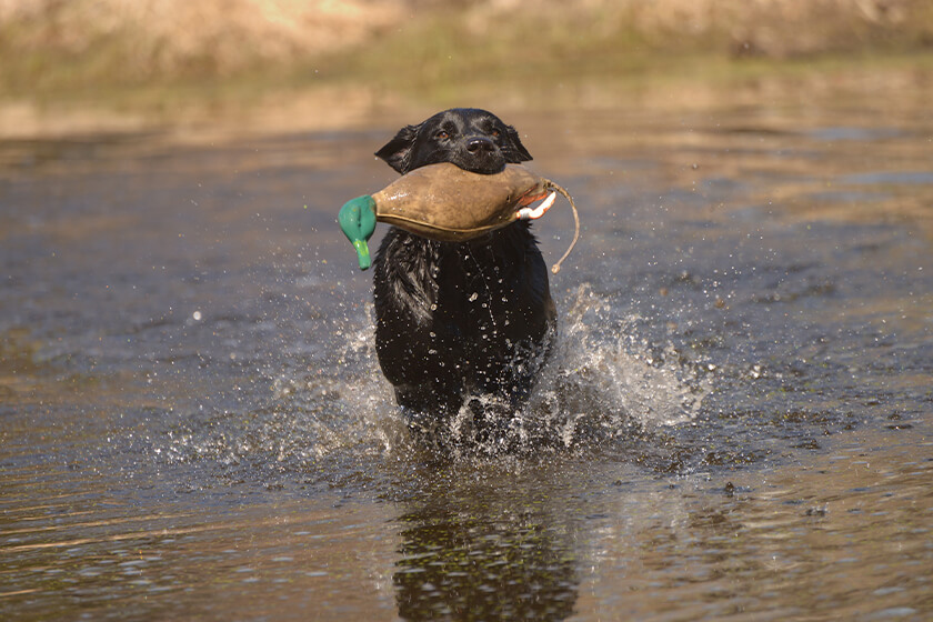 Black Labrador Retriever with dummy in water