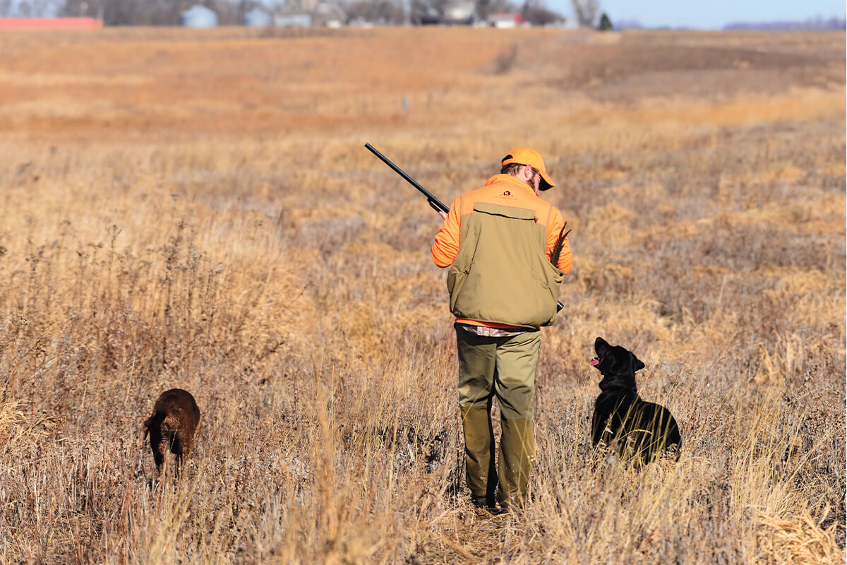 pheasant hunter in field with two black labrador retrievers