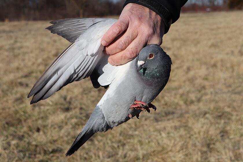 pigeon in the hand