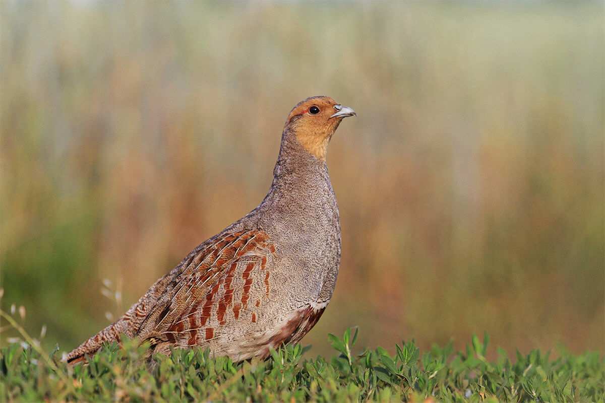 Hungarian Partridge: Game Bird Profile
