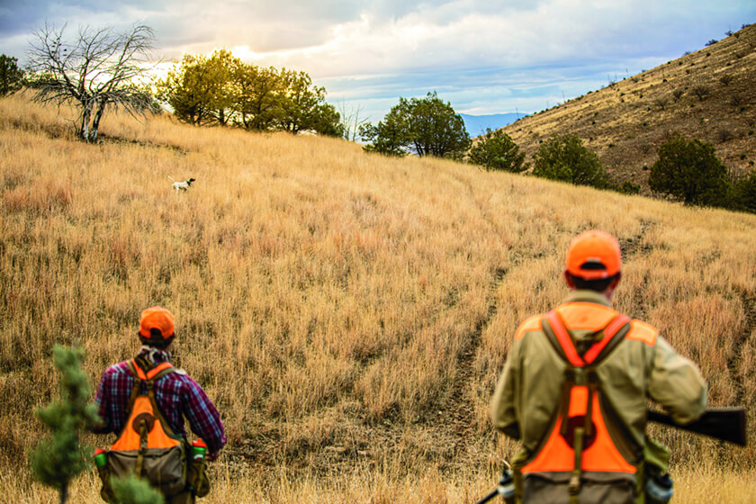 two hunters and dog hunting for Mearns quail