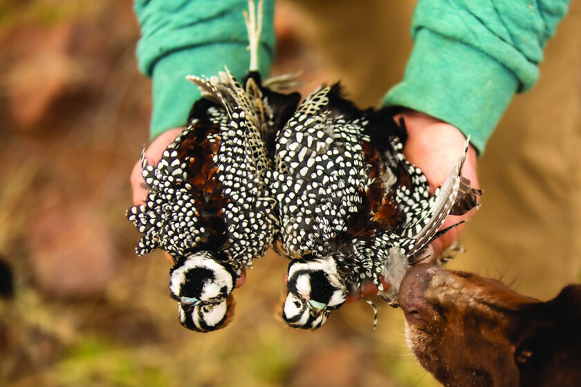 two Mearns quail