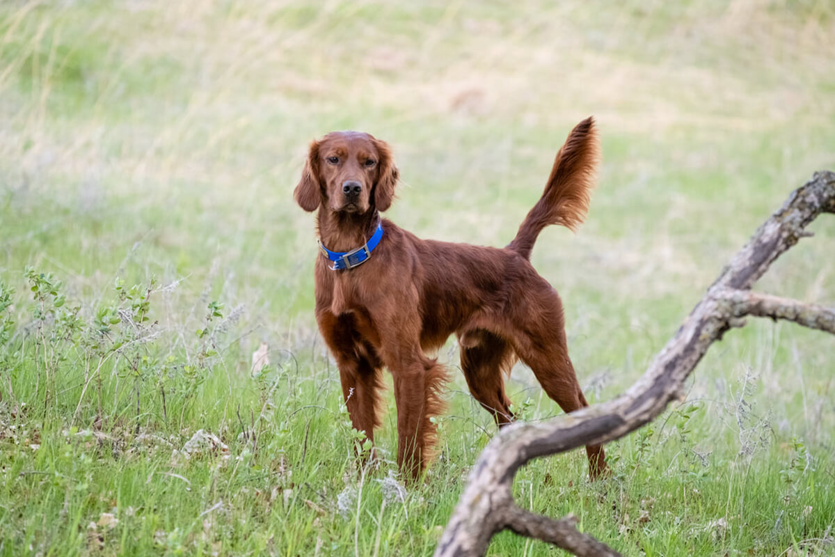 Irish Setter Red Setter Hunting Dog Breed Profile Gun Dog