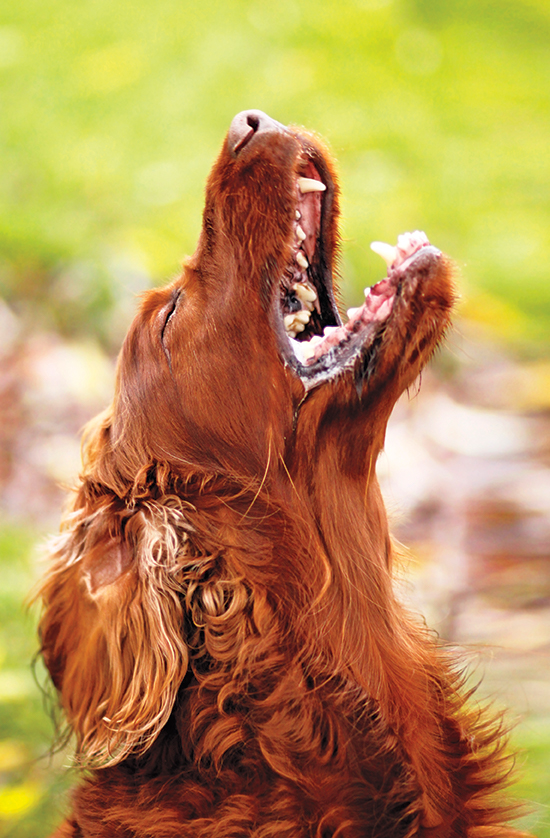 How To Stop Your Gun Dog's Barking