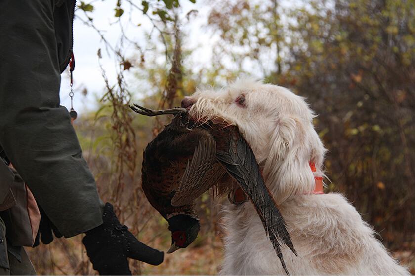 Spinone Holding A Pheasant