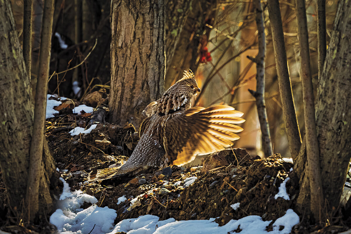 King of the Northwoods: Hunting the Ruffed Grouse in Maine