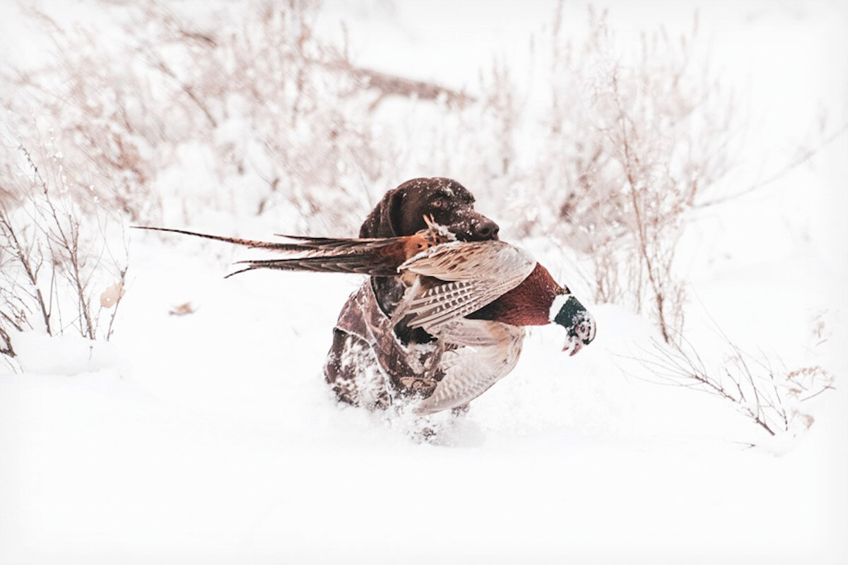 Common Late Season Injuries for Gun Dogs