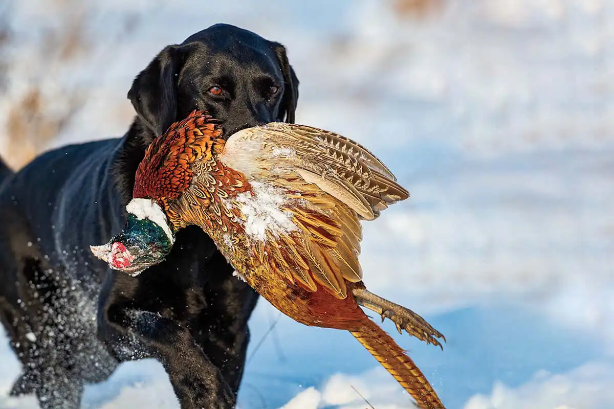 Black lab pheasant sales hunting