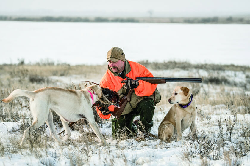 Bird hunter with two Labs and a rooster pheasant