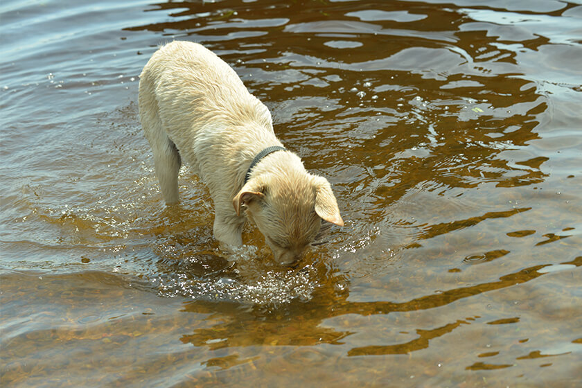Yellow Labrador retriever playing in water