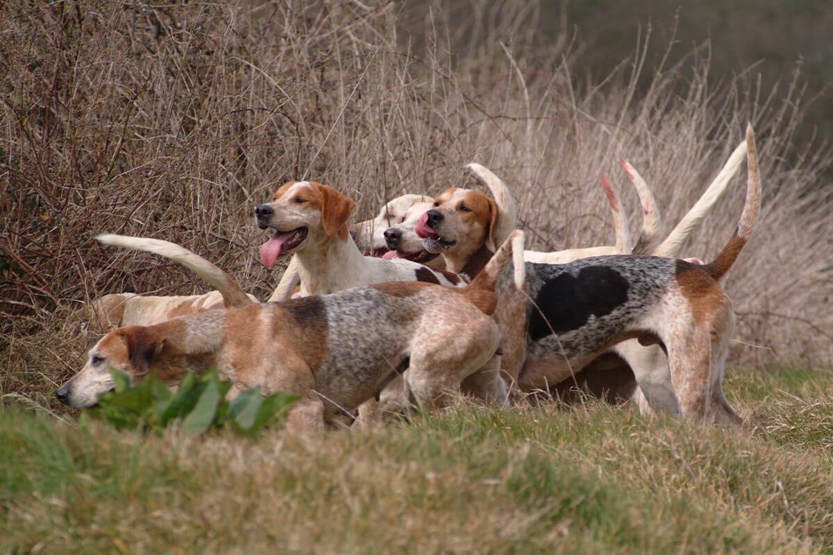 The Tradition Of Hunting With Hounds Gun Dog