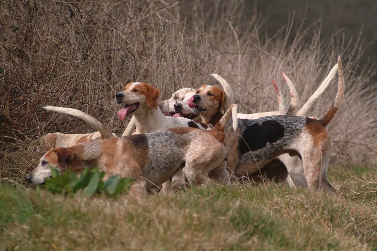 plott hound hunting
