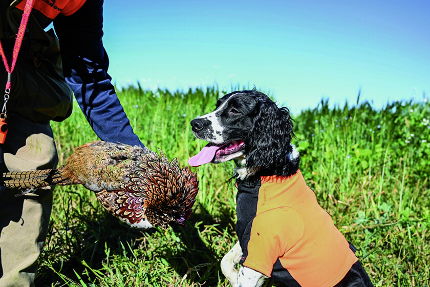English springer with a rooster pheasant