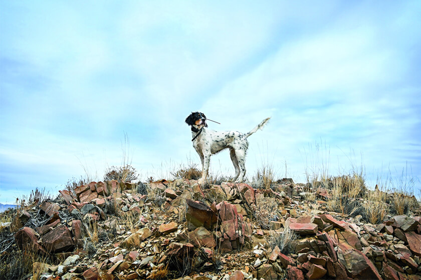 English setter standing on rock pile