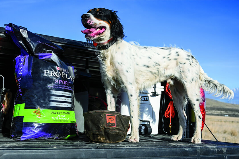 English setter with Purina food