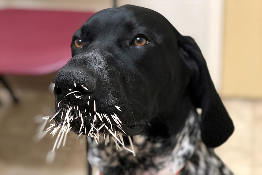 A Deutsch Kurzhaar with a face full of porcupine quills