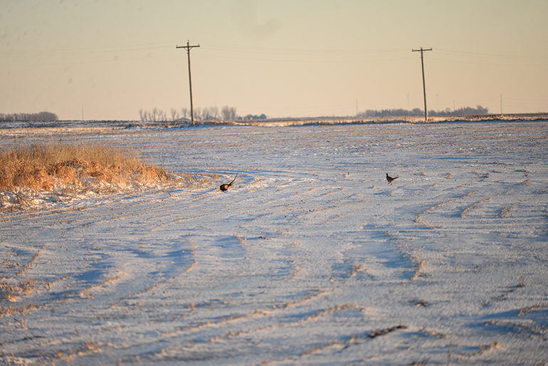 pheasants walking in snow-covered field