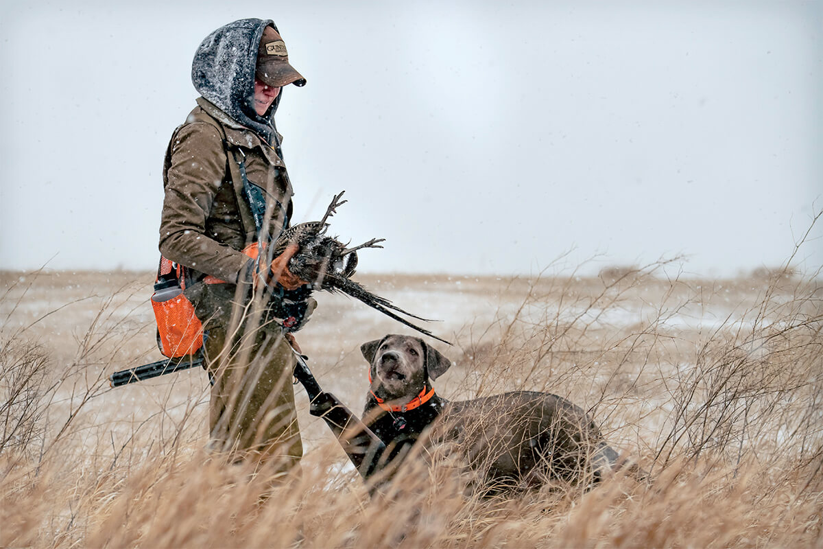 The Complete Guide to Public Land Pheasant Hunting - Gun Dog